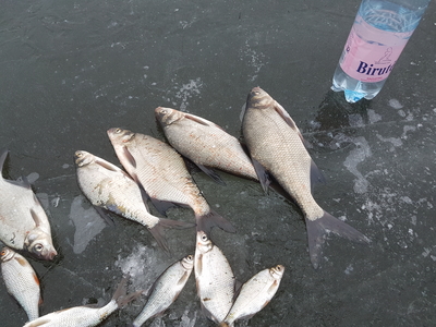 Carp bream