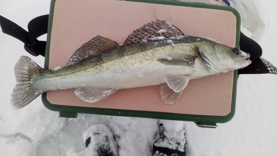 Pike perch