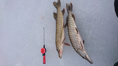 Northern Pike