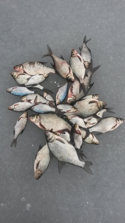Carp bream