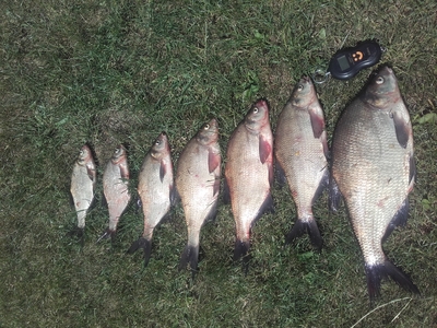Carp bream
