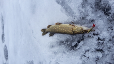 Northern Pike