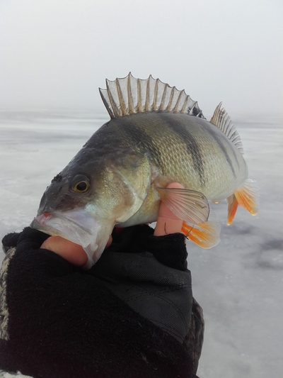 Eurasian perch