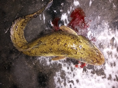 Burbot