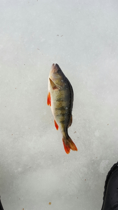 Eurasian perch