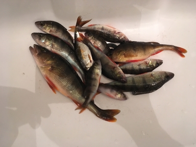 Eurasian perch