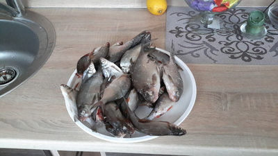 Silver Bream