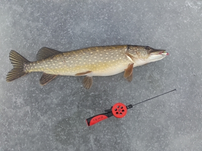 Northern Pike