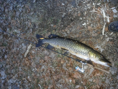 Northern Pike