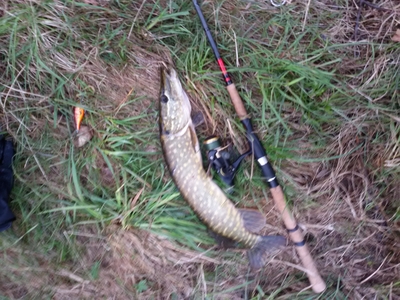 Northern Pike