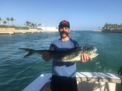 Mahi-mahi