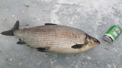 European whitefish