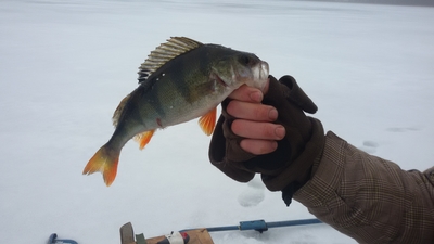 Eurasian perch