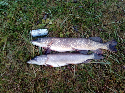 Northern Pike