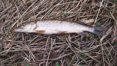 Northern Pike