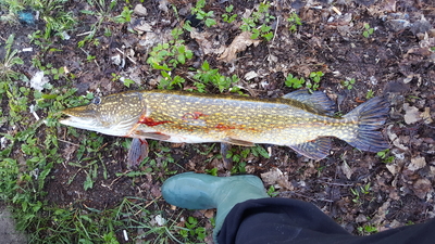 Northern Pike