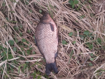 Crucian carp