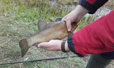Tench