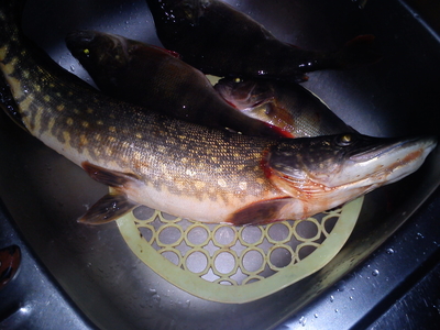 Northern Pike