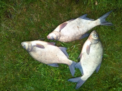 Carp bream