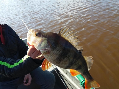 Eurasian perch