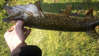Northern Pike