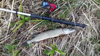 Northern Pike