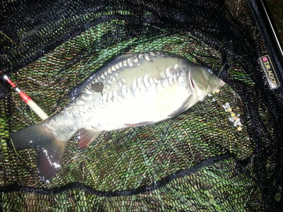 Mirror carp