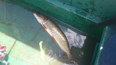 Northern Pike