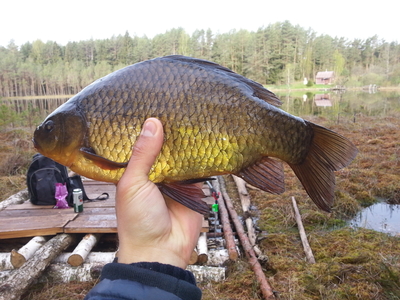 Crucian carp