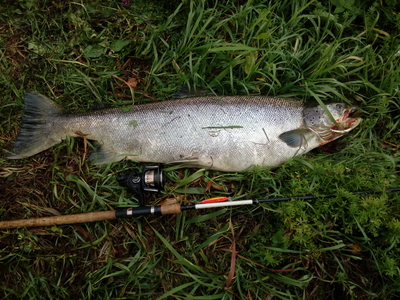 Atlantic salmon