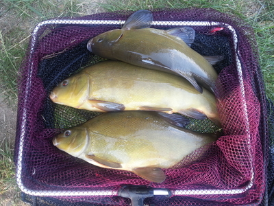 Tench