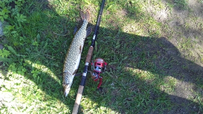 Northern Pike