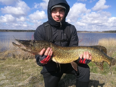 Northern Pike