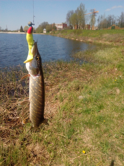 Northern Pike