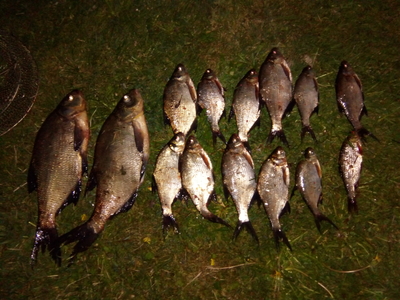 Carp bream