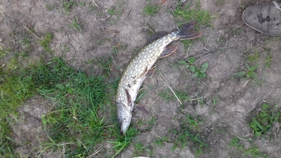 Northern Pike
