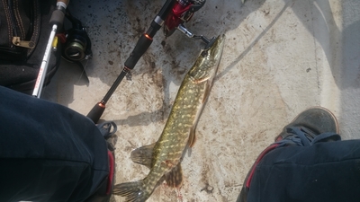 Northern Pike