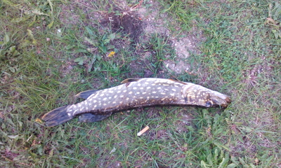 Northern Pike