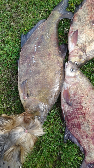 Carp bream