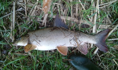 Barbel