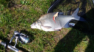 Carp bream