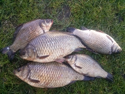 Prussian carp