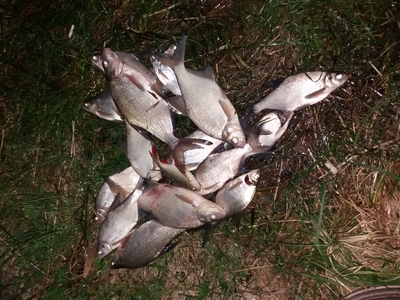 Carp bream