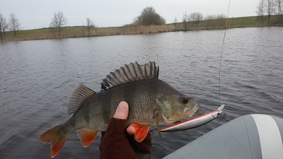 Eurasian perch