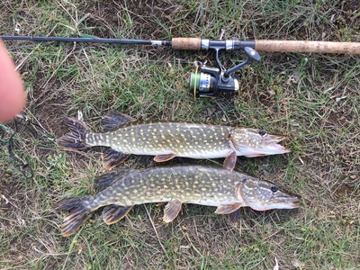 Northern Pike