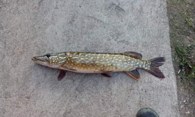 Northern Pike