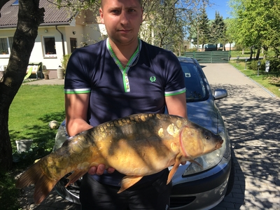 Mirror carp