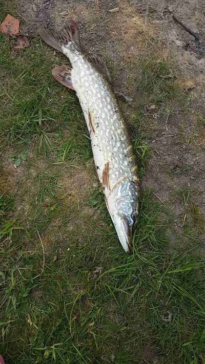 Northern Pike