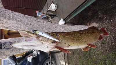 Northern Pike